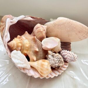 Florida Gulf 10 Natural Seashells assorted sizes and types!